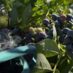 Bosbessen kunnen elke vorst verdragen: de tuinier onthult de belangrijkste