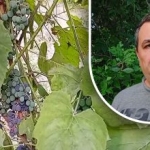 Een eenvoudige truc voor een goede oogst: een tuinier onthult