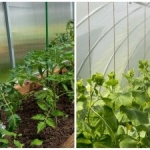 Een recordoogst zal zelfs de buren verrassen: hoe bevochtig je