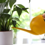 Een vredige lelie stopt met vergelen en herleeft in slechts