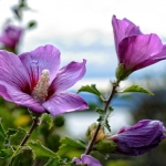 Hoe snoei je een hibiscus voor een weelderige struik?