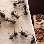 Insecten vergeten de weg naar binnen: een bewezen middel tegen