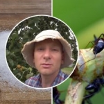 Mieren verdwijnen in een week: de beste manier om insecten