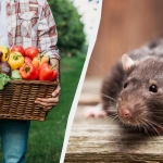 Ratten komen het perceel niet eens binnen als je deze