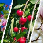 Tuiniers hebben 8 bomen genoemd die niet gesnoeid mogen worden