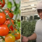 Waarom tomaten “vastzitten” in groei: verborgen redenen en hoe het
