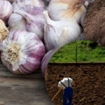 Winterknoflook houdt er niet van: tuinier ontdekte het geheim van