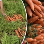 Zo weet je wanneer wortelen rijp zijn – de beste